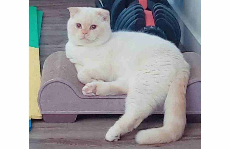 ADOPTED Persian Scottish Fold Mix Cat in Edmonton AB MEET YUKI