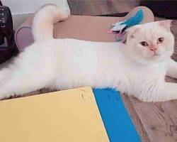Yuki persian scottish fold mix cat for adoption in edmonton ab
