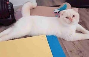 Yuki persian scottish fold mix cat for adoption in edmonton ab