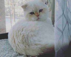 Yuki persian scottish fold mix cat for adoption in edmonton ab