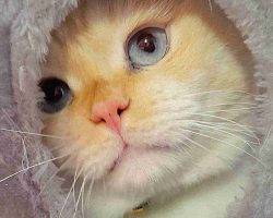 Yuki persian scottish fold mix cat for adoption in edmonton ab