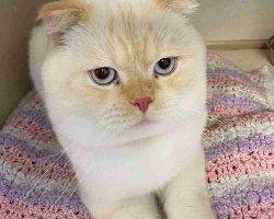 Yuki persian scottish fold mix cat for adoption in edmonton ab
