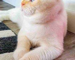 Yuki persian scottish fold mix cat for adoption in edmonton ab