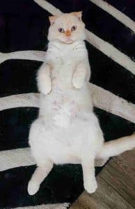 Yuki persian scottish fold mix cat for adoption in edmonton ab