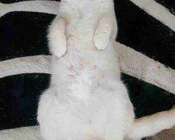 Yuki persian scottish fold mix cat for adoption in edmonton ab