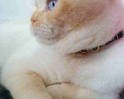 Yuki persian scottish fold mix cat for adoption in edmonton ab