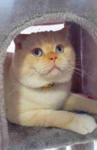 Adopted persian scottish fold mix cat in edmonton ab – meet yuki