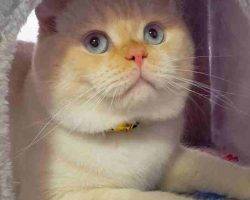 Yuki persian scottish fold mix cat for adoption in edmonton ab