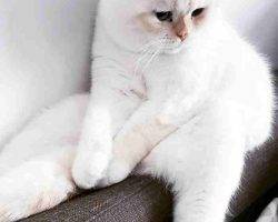 Yuki persian scottish fold mix cat for adoption in edmonton ab