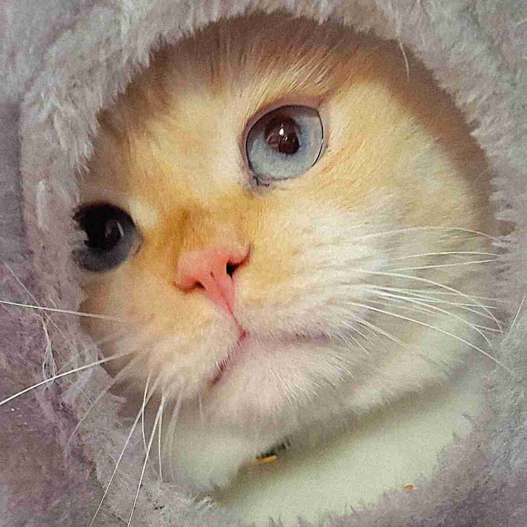 Yuki Persian Scottish Fold Mix Cat For Adoption in Edmonton AB