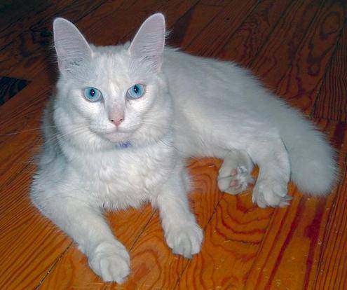 Yuki - Turkish Angora Mix Cat Adoption Dallas 2