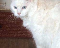 Yuki - turkish angora mix cat adoption dallas 2