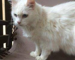 Yuki - turkish angora mix cat adoption dallas 2