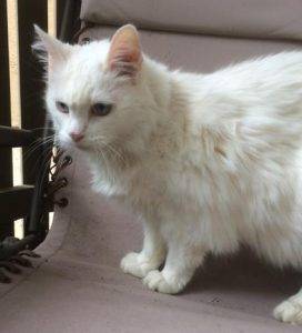 Yuki - turkish angora mix cat adoption dallas 2