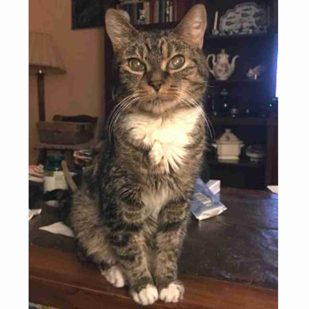 Brown tabby tuxedo cat for adoption by owner in nashville tn