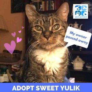 Sweet senior brown tabby tuxedo cat for adoption in nashville tennessee – supplies included – adopt yulik