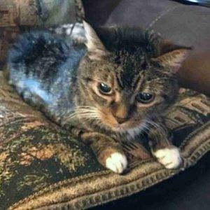 Yulik Brown Tabby Tuxedo Cat Adoption Nashville TN (7)