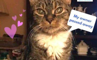 Sweet Senior Brown Tabby Tuxedo Cat For Adoption in Nashville Tennessee – Supplies Included – Adopt Yulik