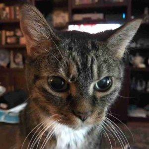 Yulik brown tabby tuxedo cat adoption nashville tn (7)