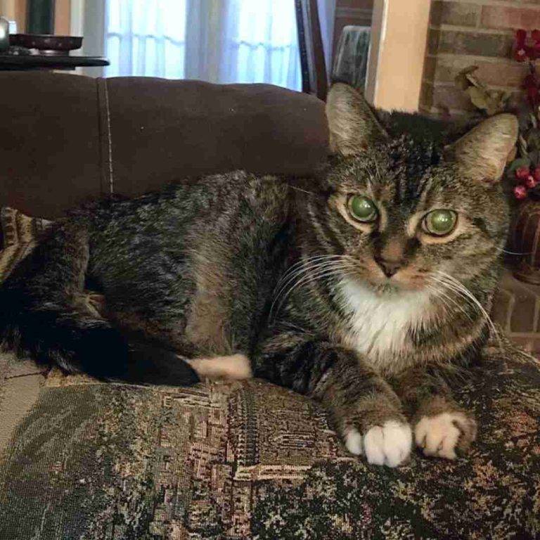Sweet Senior Brown Tabby Tuxedo Cat For Adoption in Nashville Tennessee