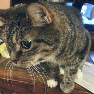Yulik Brown Tabby Tuxedo Cat Adoption Nashville TN (7)