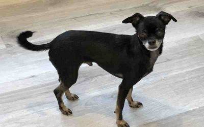 Darling 6 lb miniature pinscher chihuahua mix dog for private adoption in orange county ca – zach