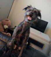 Zeke - Rat Terrier Shih Tzu Mix For Adoption In Queen Creek AZ Near Phoenix