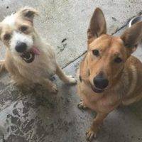 Zeke - Red German Shepherd Mix Dog For Adoption Baton Rouge Louisiana