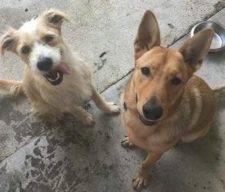 Zeke - Red German Shepherd Mix Dog For Adoption Baton Rouge Louisiana