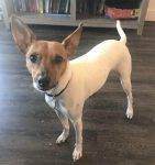 Zero - Basenji Rat Terrier Mix Dog For Adoption in Denver Colorado