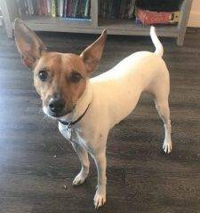 Zero - Basenji Rat Terrier Mix Dog For Adoption in Denver Colorado