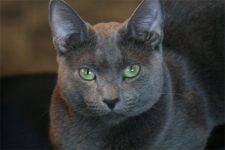 Ziggy - Russian Blue Cat Rehomed In Tucson