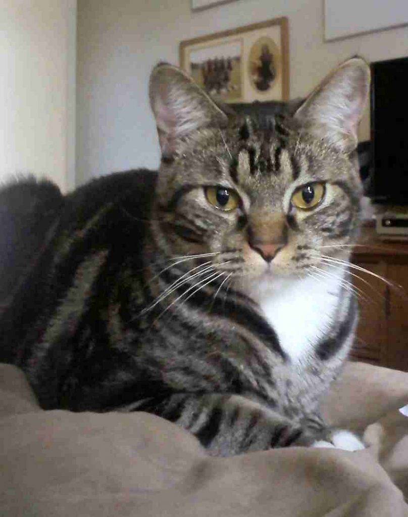Ziggy is a male cat with tuxedo bib to adopt san jose ca