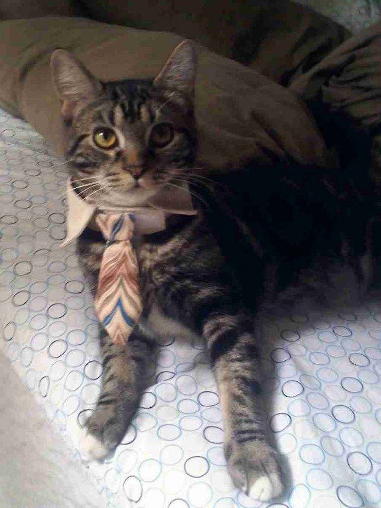 Ziggy is a male cat with tuxedo bib to adopt san jose ca