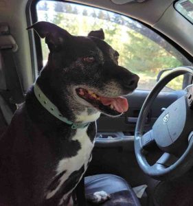Photo Meet Ziva - 11 Year Old Black Lab For Adoption in Troutdale Oregon
