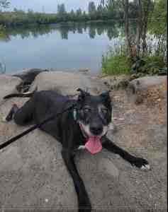 Portland oregon or – sweet gentle ziva black labrador retriever mix dog for adoption in troutsdale