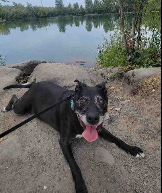 Portland oregon or – sweet gentle ziva black labrador retriever mix dog for adoption in troutsdale