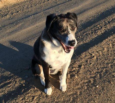 Zoe-border collie catahoula mix dog rehomed littleton co