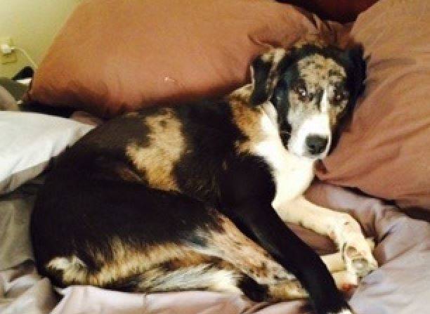 Zoe-border collie catahoula mix dog rehomed littleton co 2