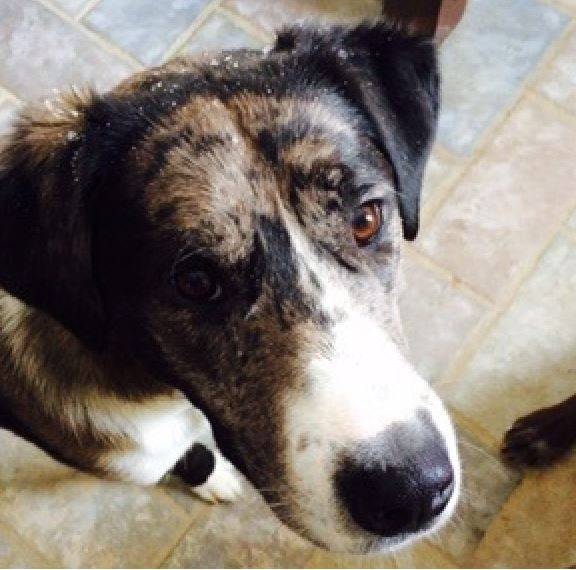 REHOMED - ZOE- Stunning 4 YO F Border Collie Catahoula Mix Dog Littleton CO