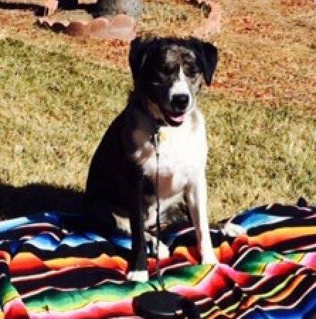 Zoe-border collie catahoula mix dog rehomed littleton co