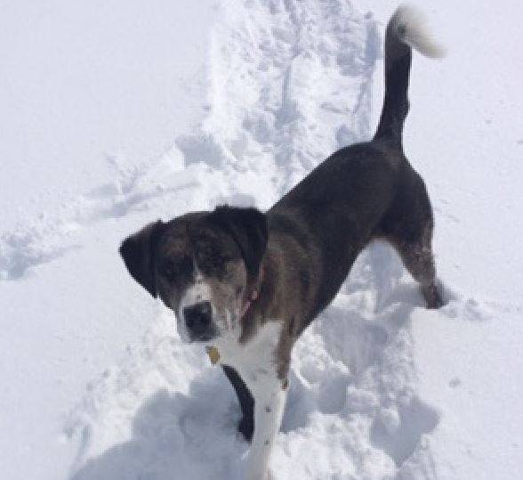 Zoe-border collie catahoula mix dog rehomed littleton co