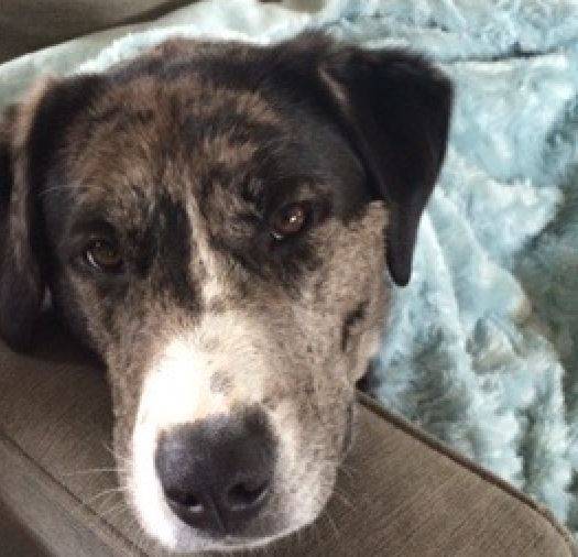 Zoe-border collie catahoula mix dog rehomed littleton co