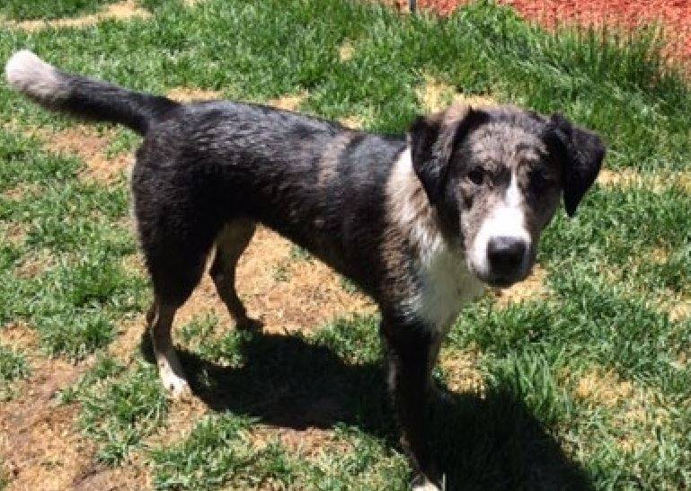 Zoe-border collie catahoula mix dog rehomed littleton co