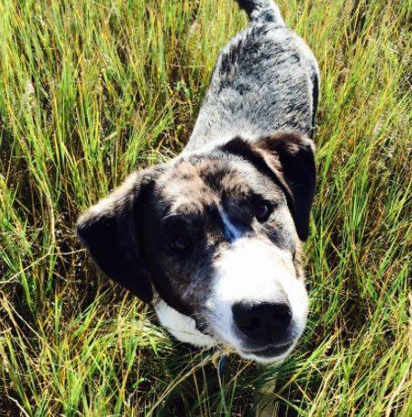 Rehomed – zoe- stunning 4 yo f border collie catahoula mix dog littleton co