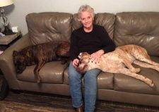 Zoei English Mastiff Red Heeler Mix Dog For Adoption In New Mexico