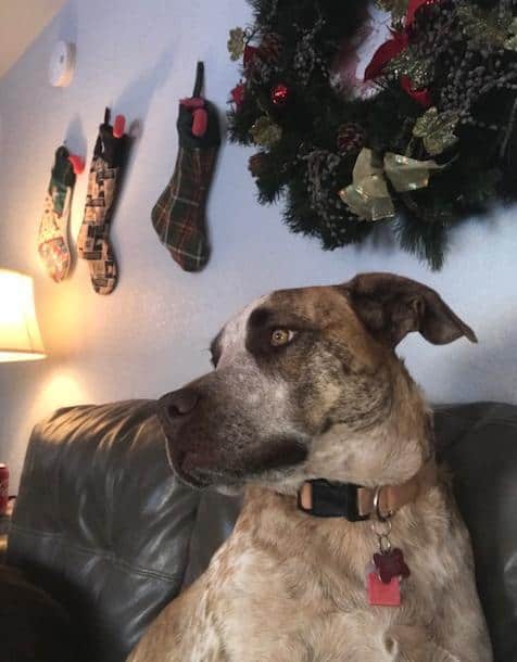 Zoei English Mastiff Red Heeler Mix Dog For Adoption in New Mexico 2