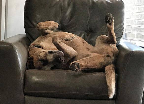 Zoei English Mastiff Red Heeler Mix Dog For Adoption in New Mexico 2