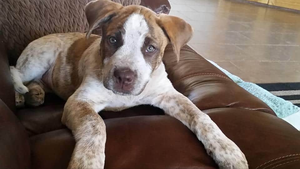 Zoei English Mastiff Red Heeler Mix Dog For Adoption in New Mexico 7