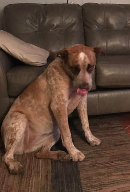 Zoei English Mastiff Red Heeler Mix Dog For Adoption in New Mexico 8